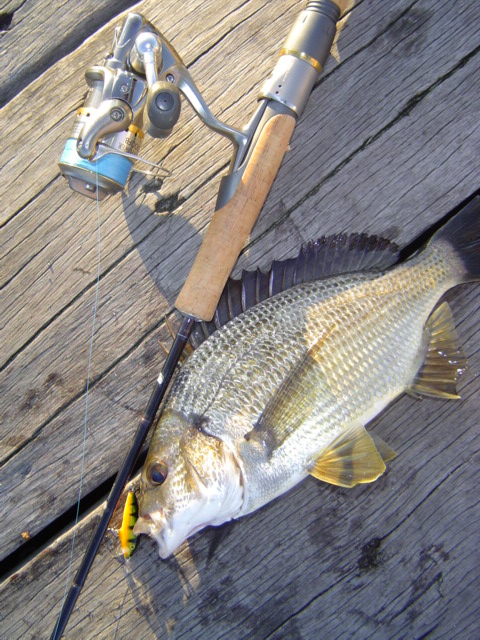 nice lil bream nice lil bream